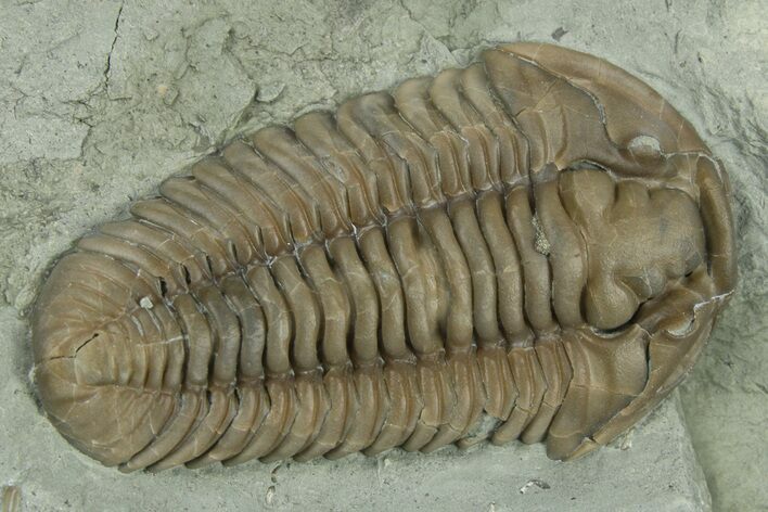 Large, Prone Flexicalymene Trilobite - Indiana #270389